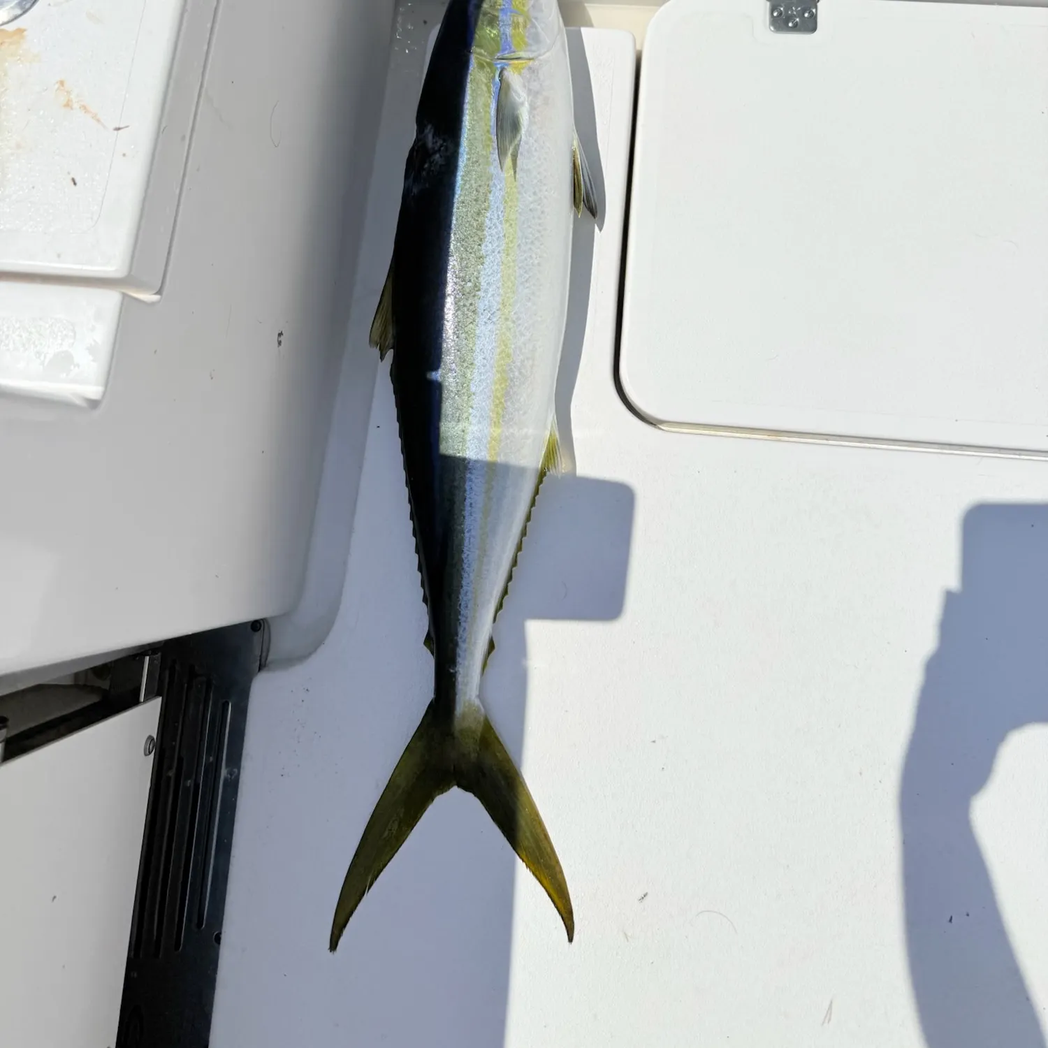 The most recent Rainbow runner catches on Fishbrain