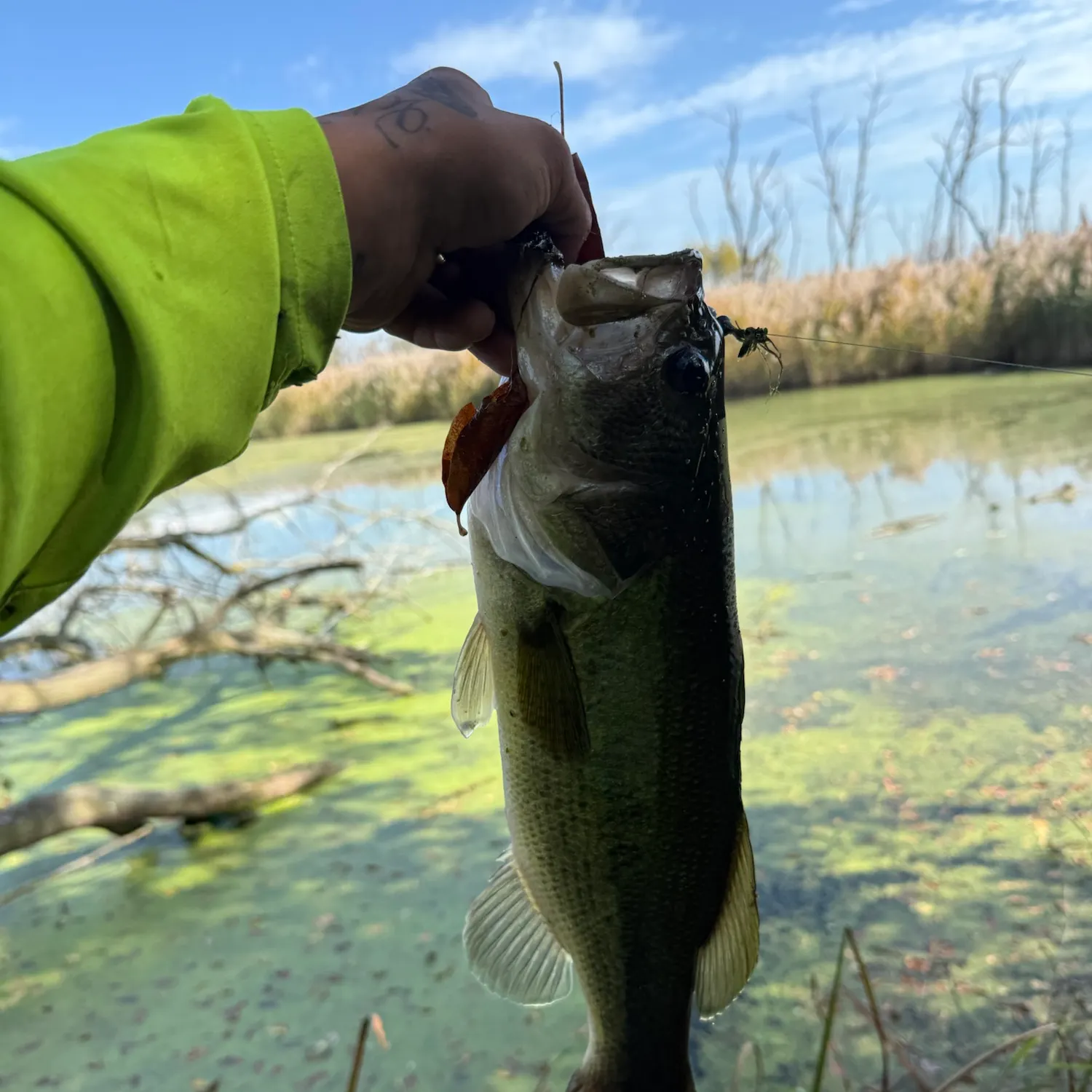 Largemouth bass caught on Fishbrain