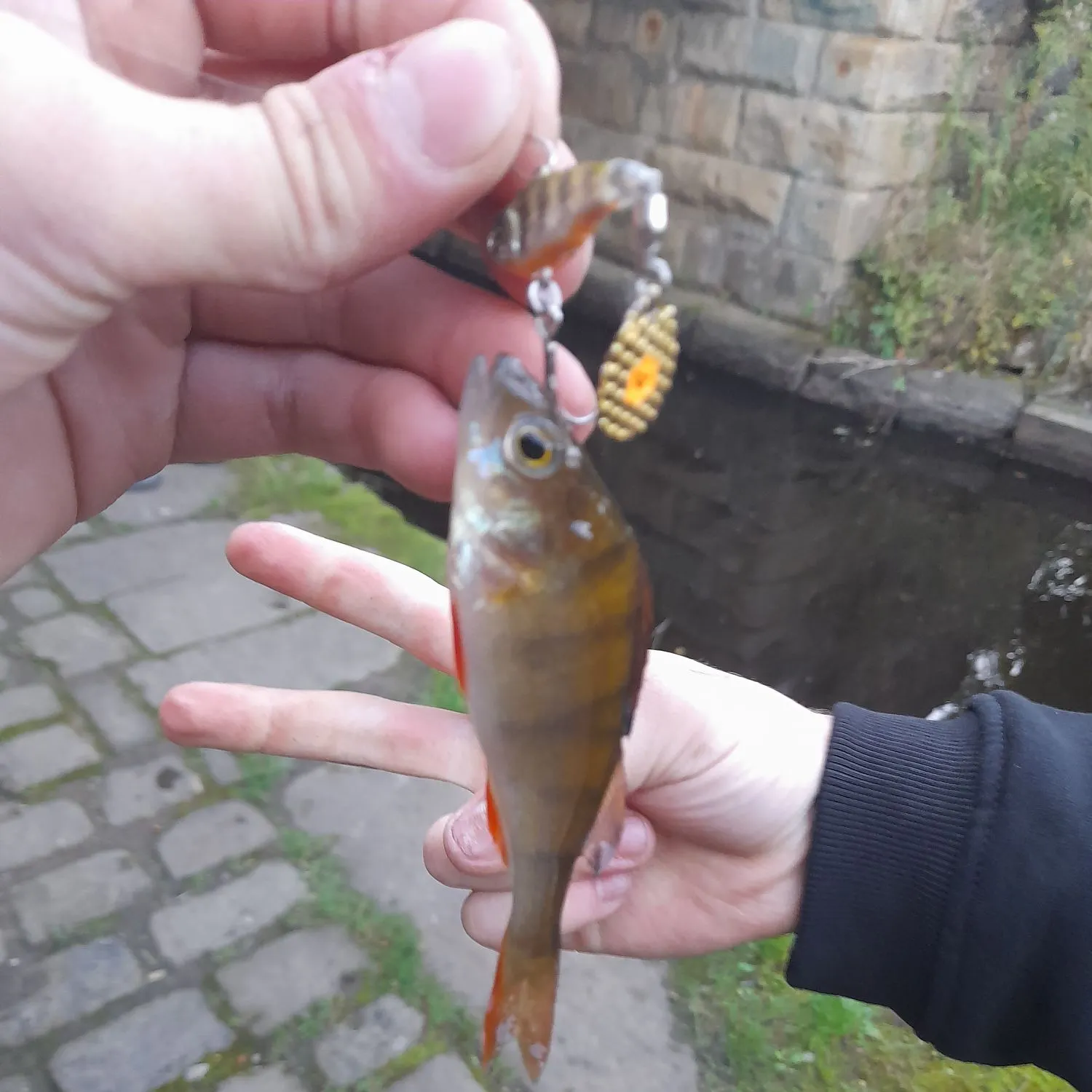 European perch caught on Fishbrain