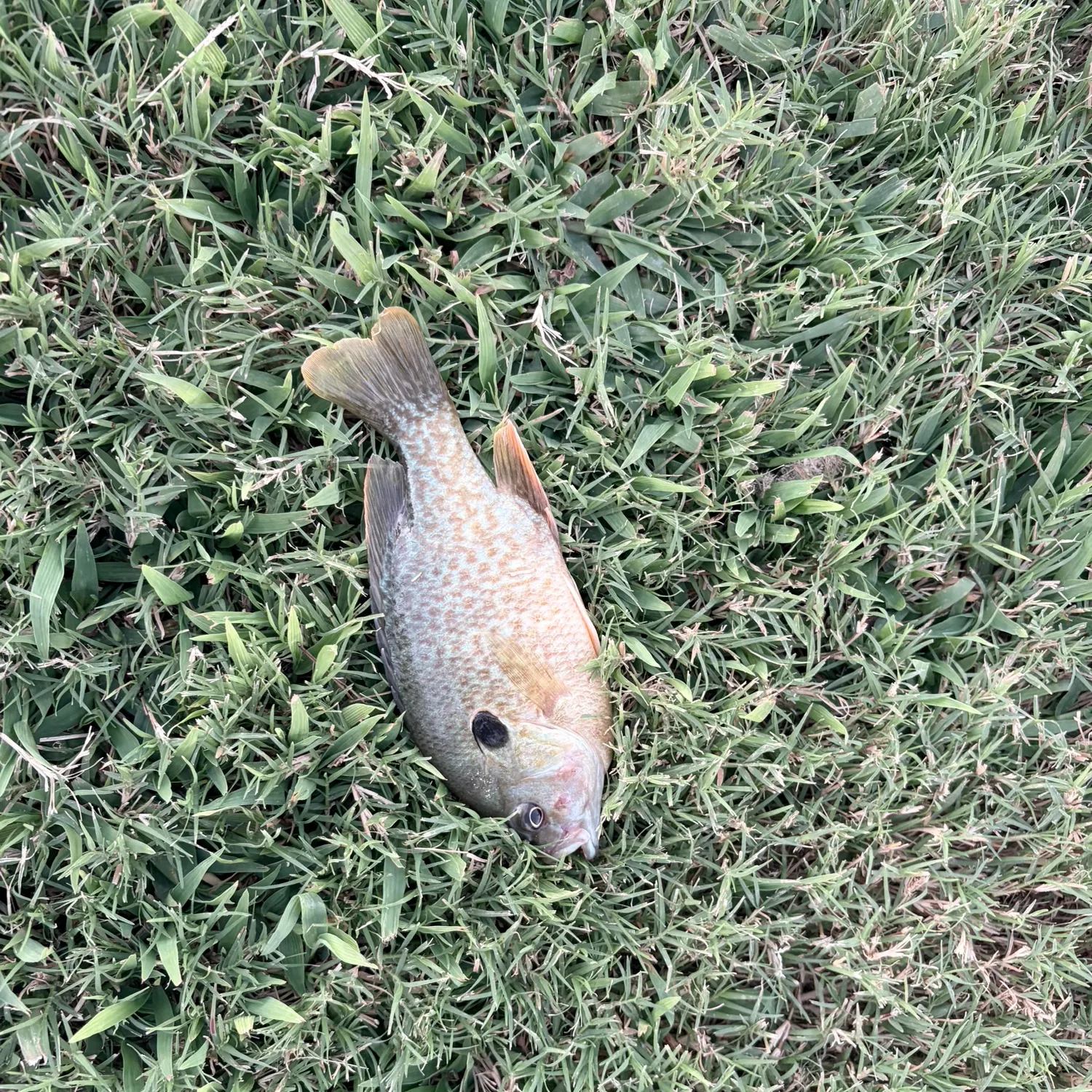 Greengill hybrid caught on Fishbrain