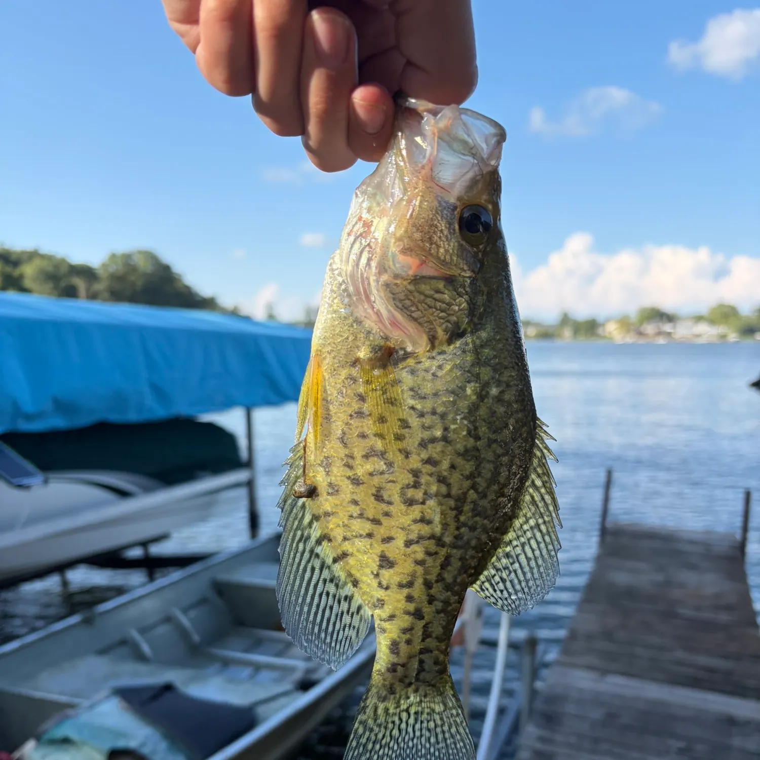 Black crappie caught on Fishbrain