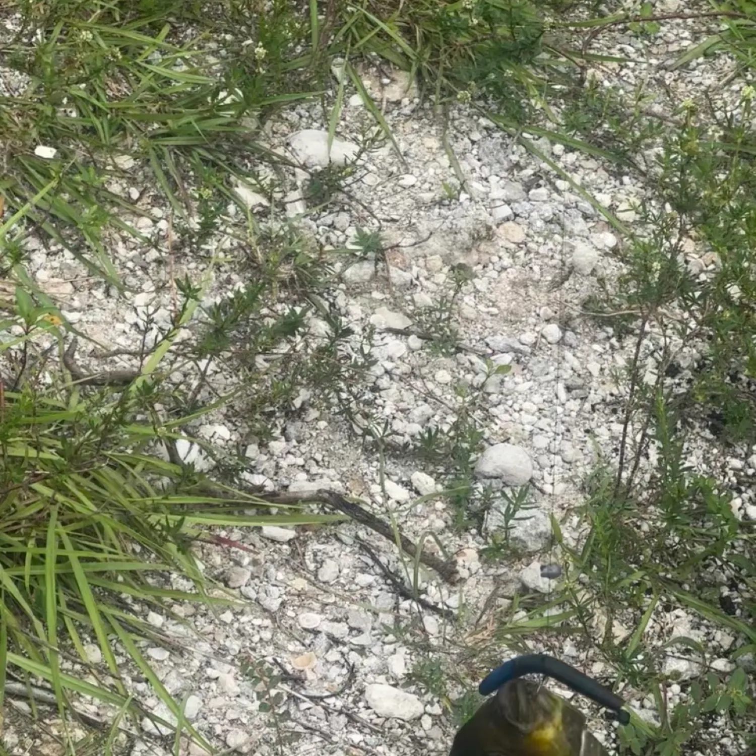 Spotted tilapia caught on Fishbrain