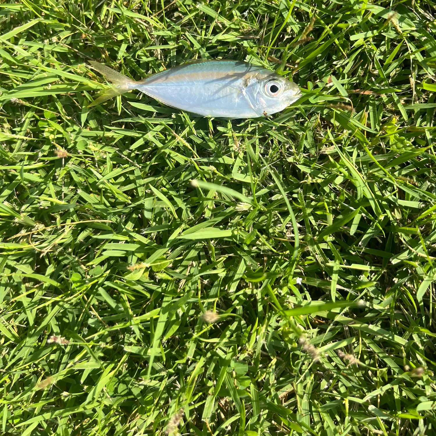 Yellowstripe scad caught on Fishbrain