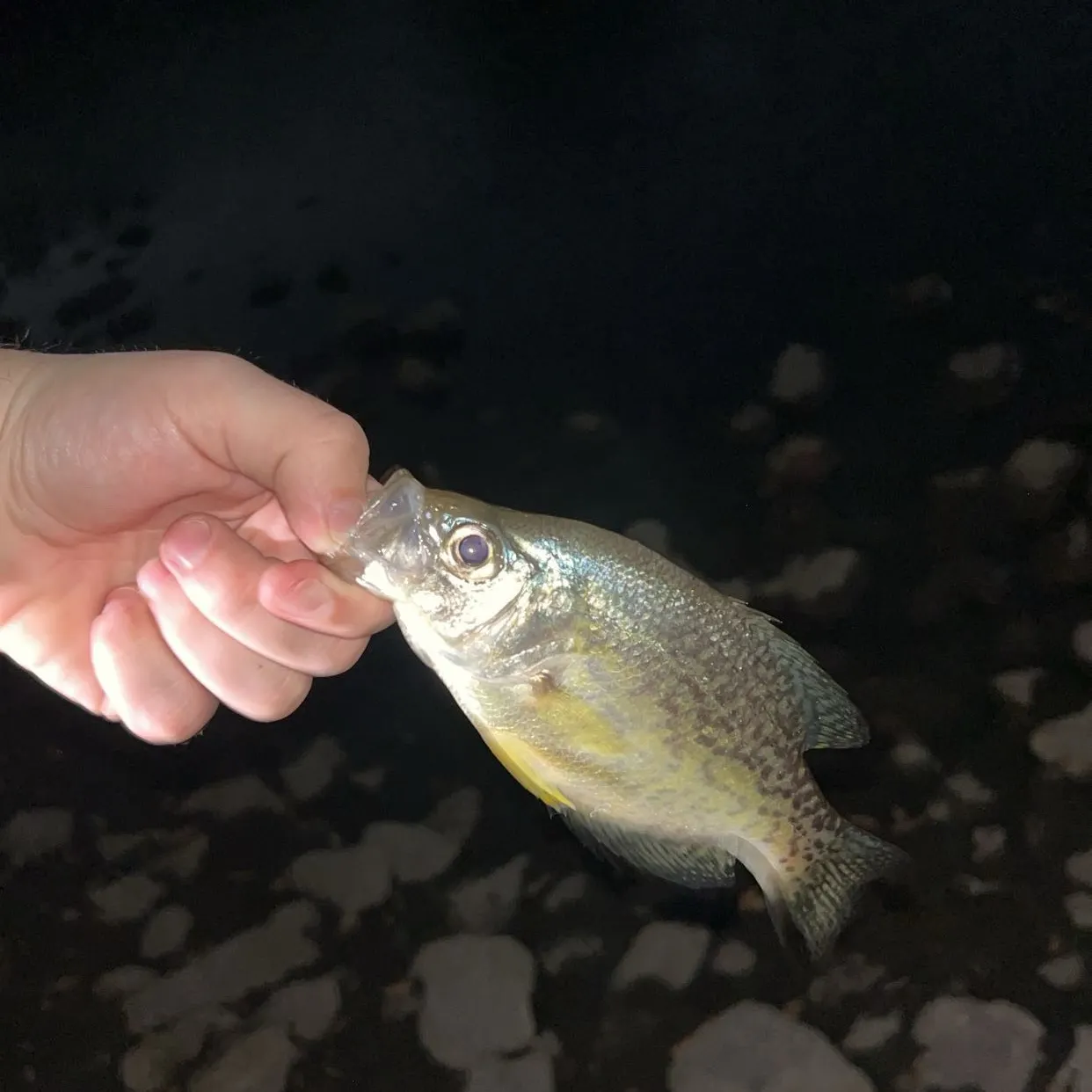 Black crappie caught on Fishbrain