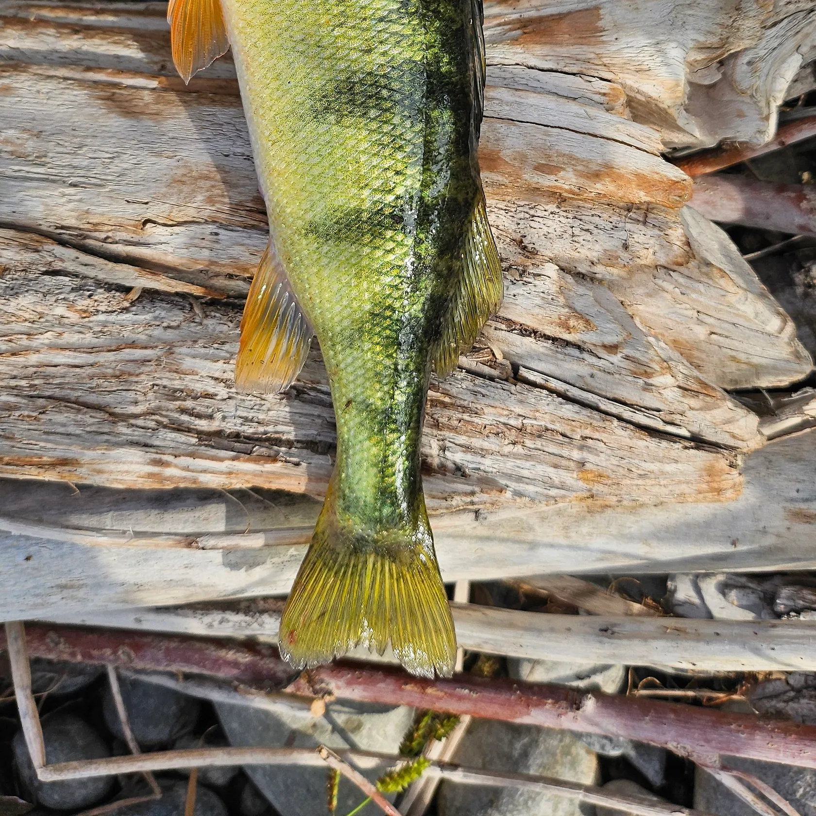 Yellow perch caught on Fishbrain
