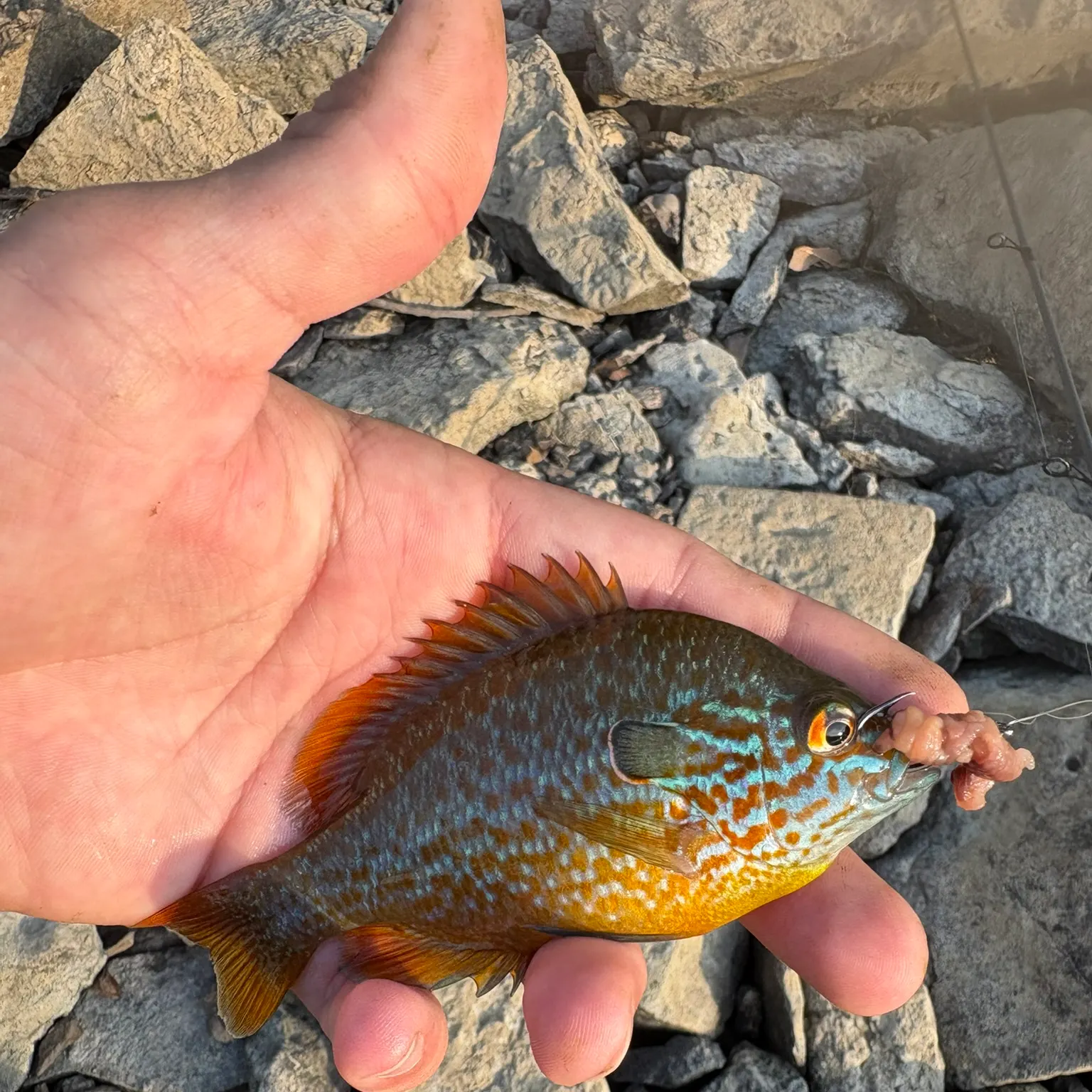 The most recent Longear sunfish catches on Fishbrain