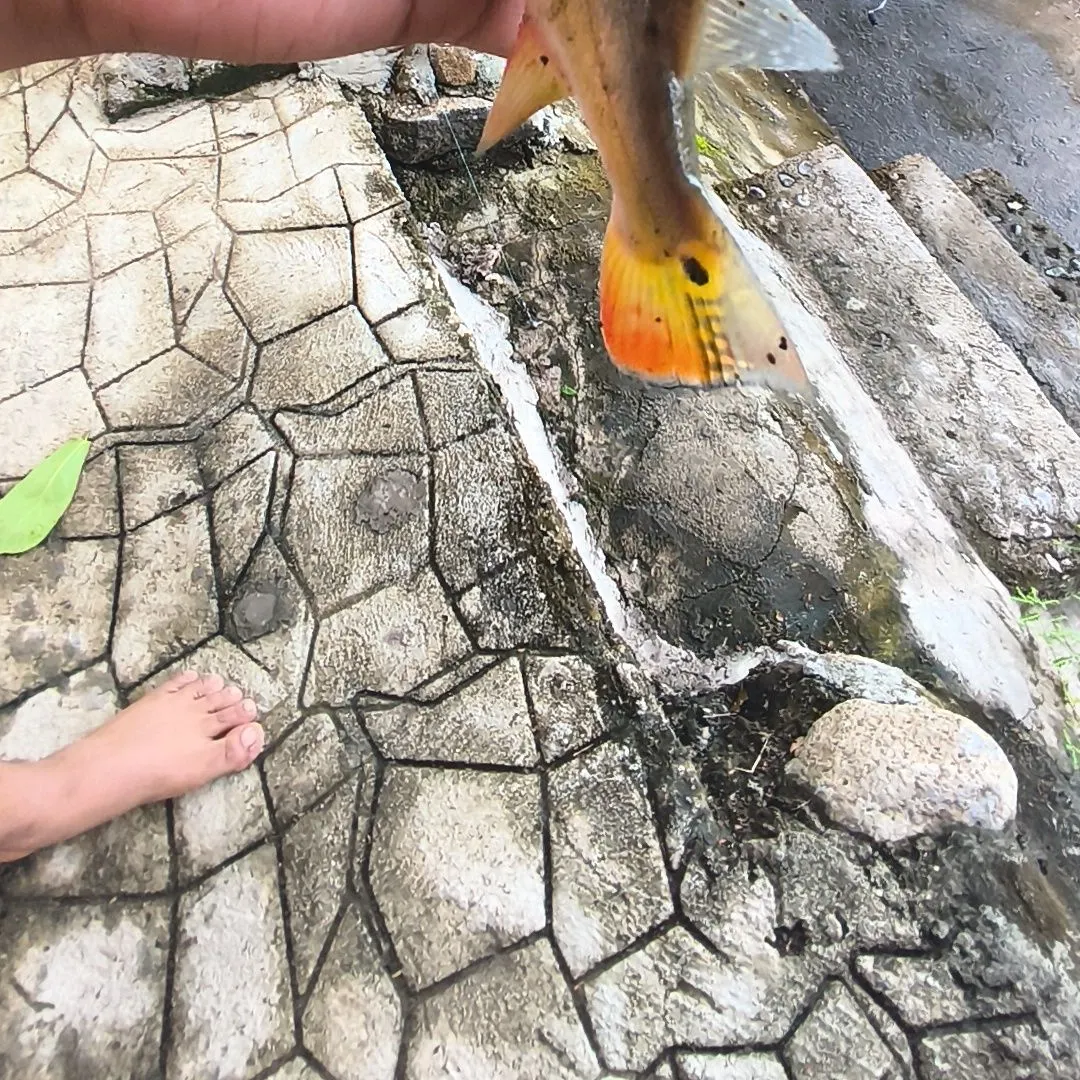 The most recent Monoculus peacock bass catches on Fishbrain