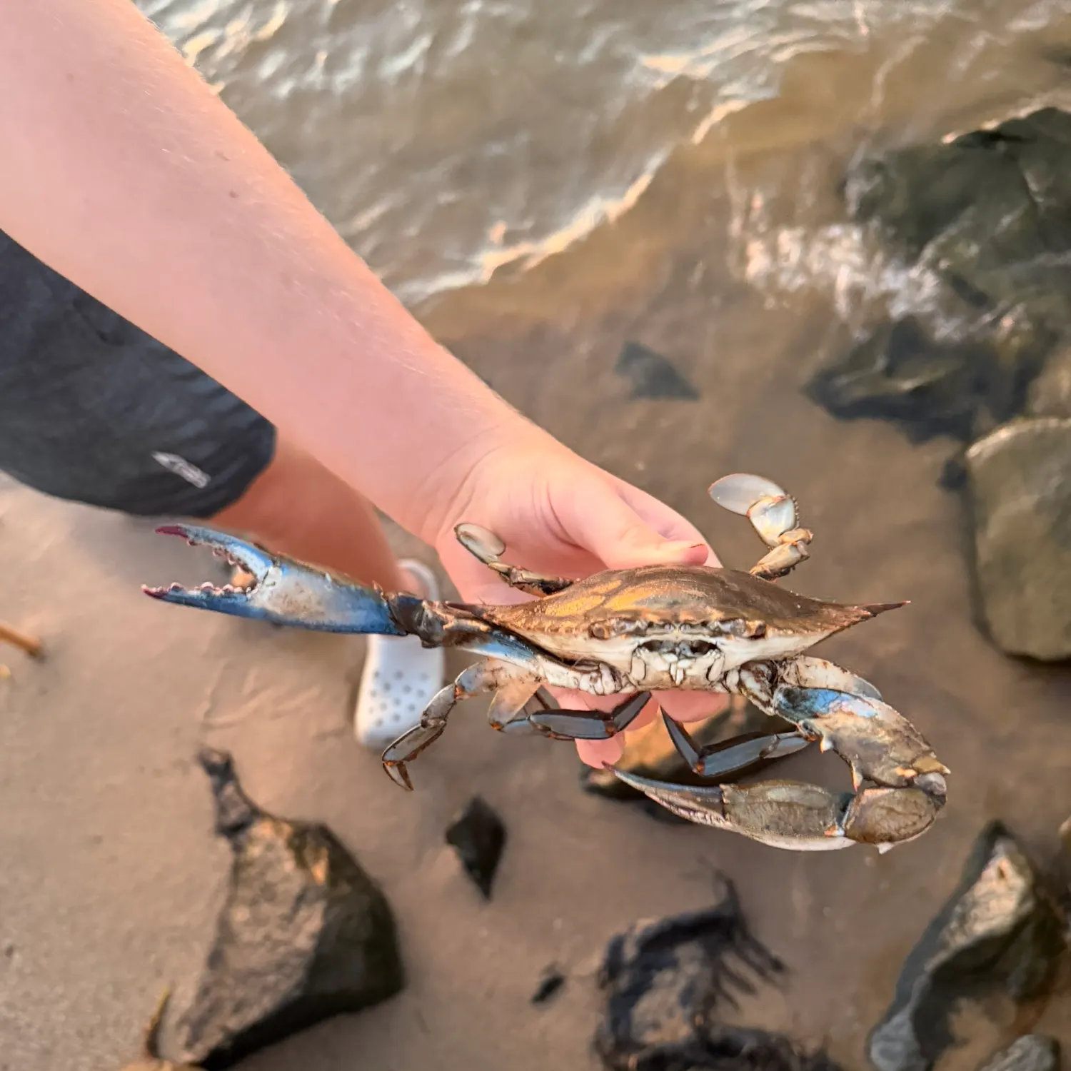 Blue crab caught on Fishbrain