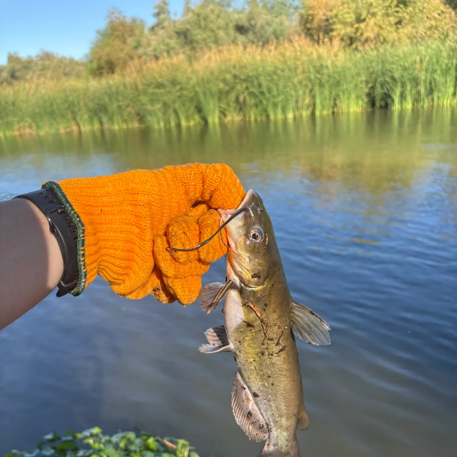 catch