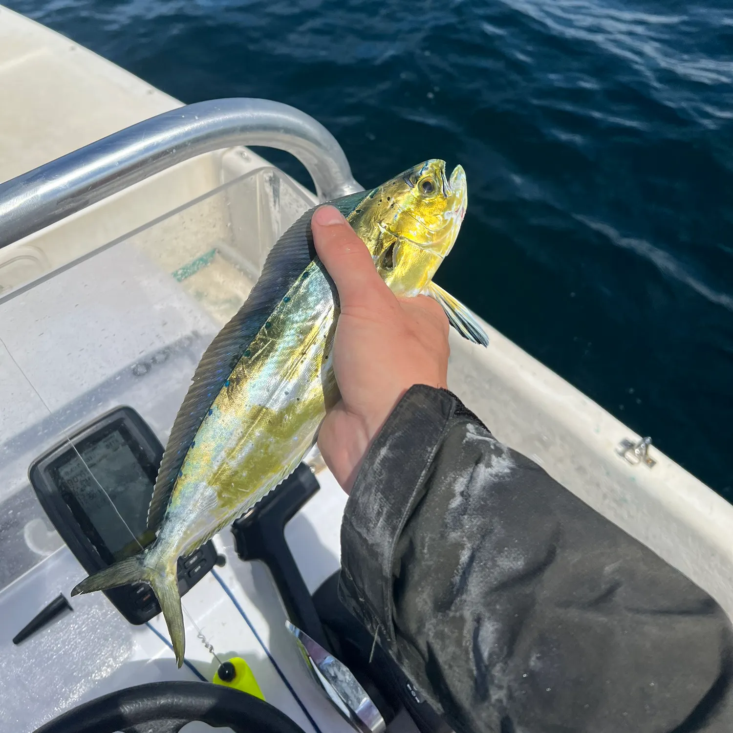 Common dolphinfish caught on Fishbrain