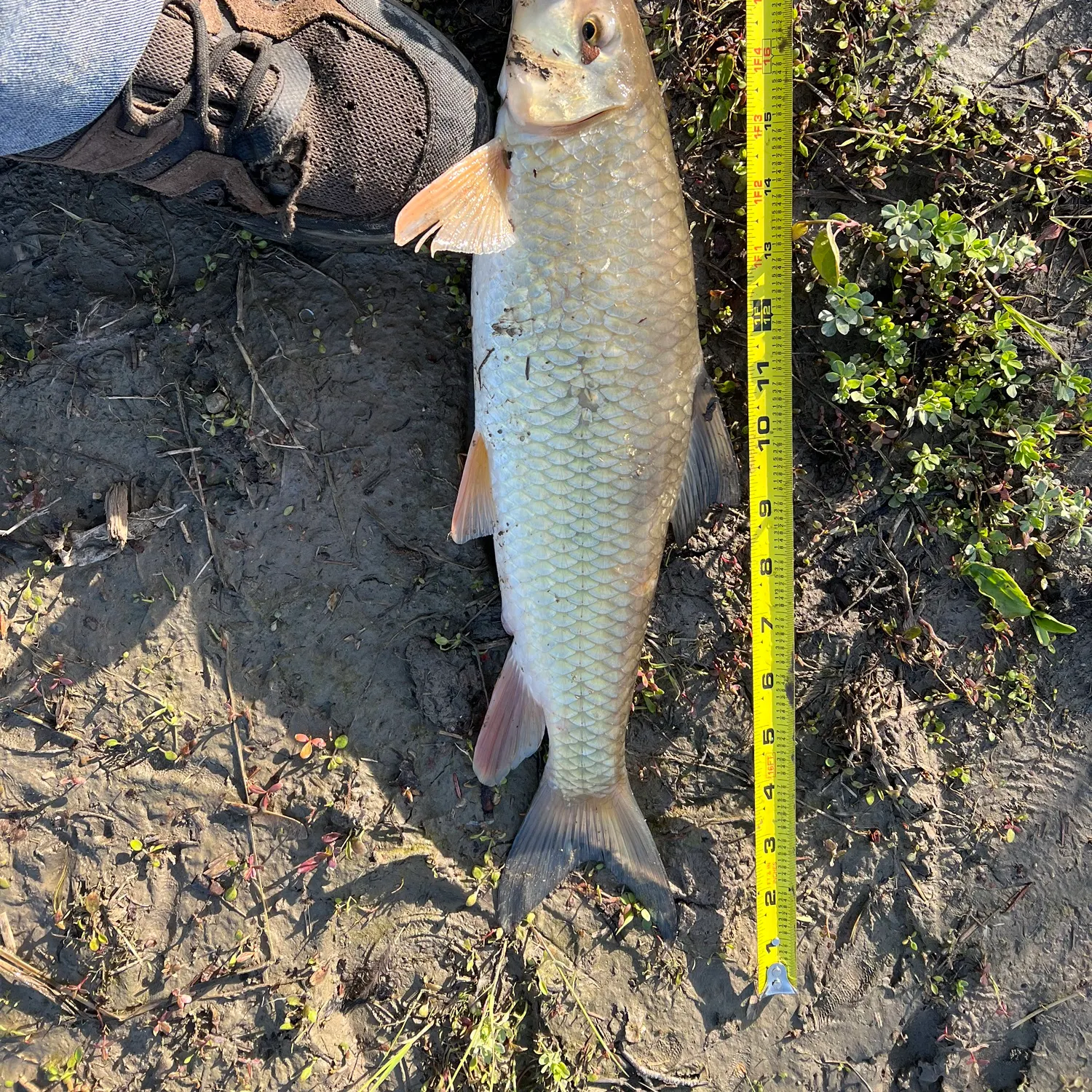 The most recent River carpsucker catches on Fishbrain