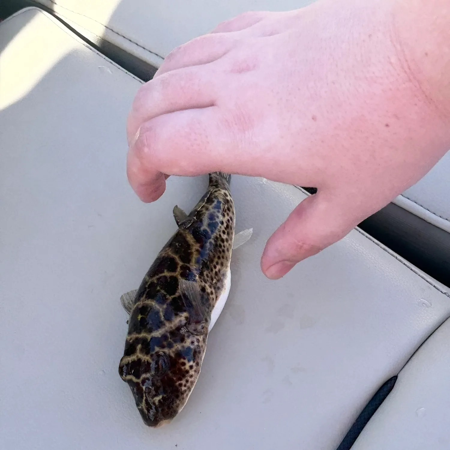 The most recent Checkered puffer catches on Fishbrain
