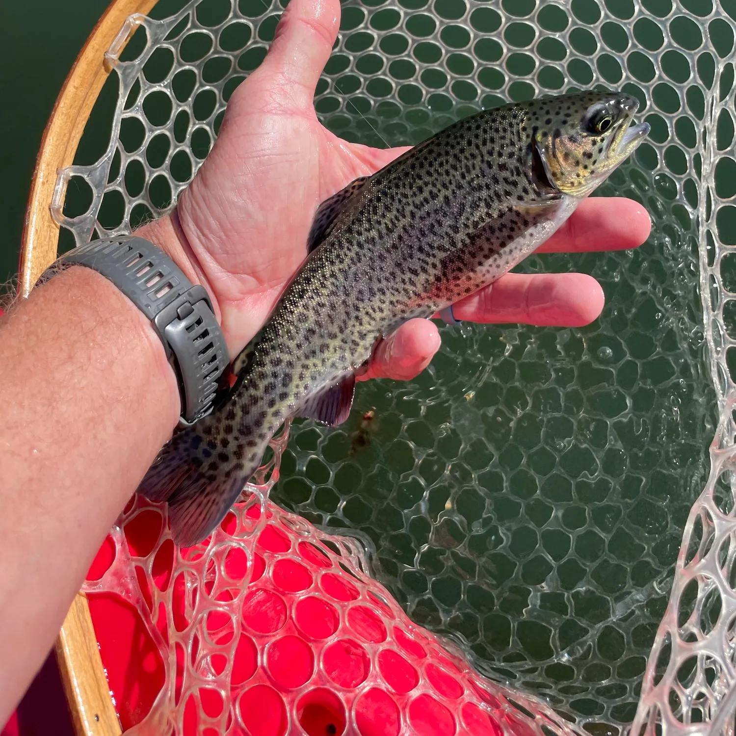 Rainbow trout caught on Fishbrain