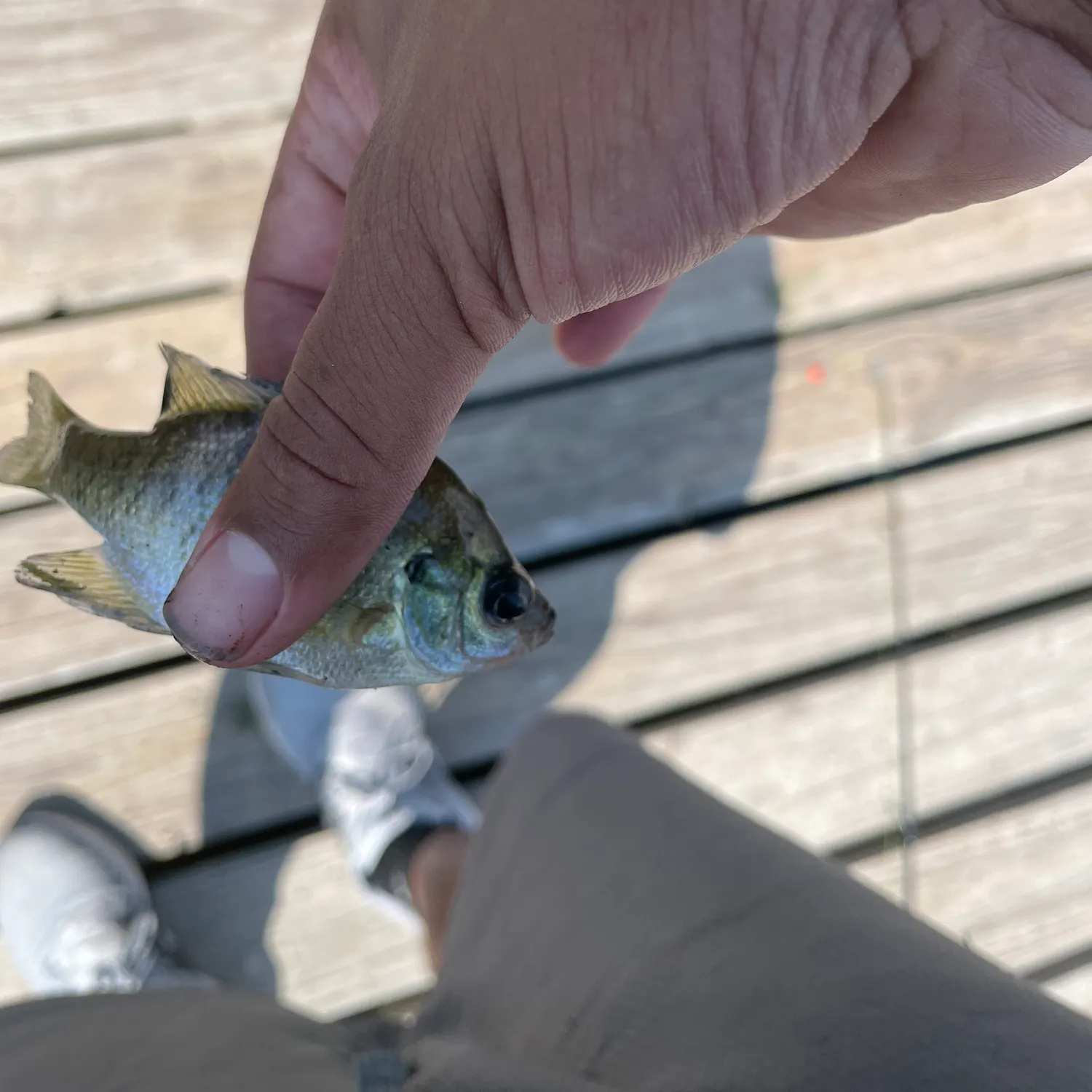 Bluegill caught on Fishbrain