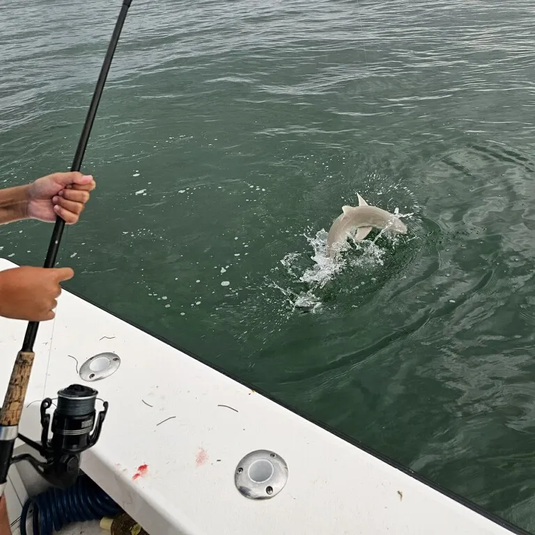 The most recent Lemon shark catches on Fishbrain
