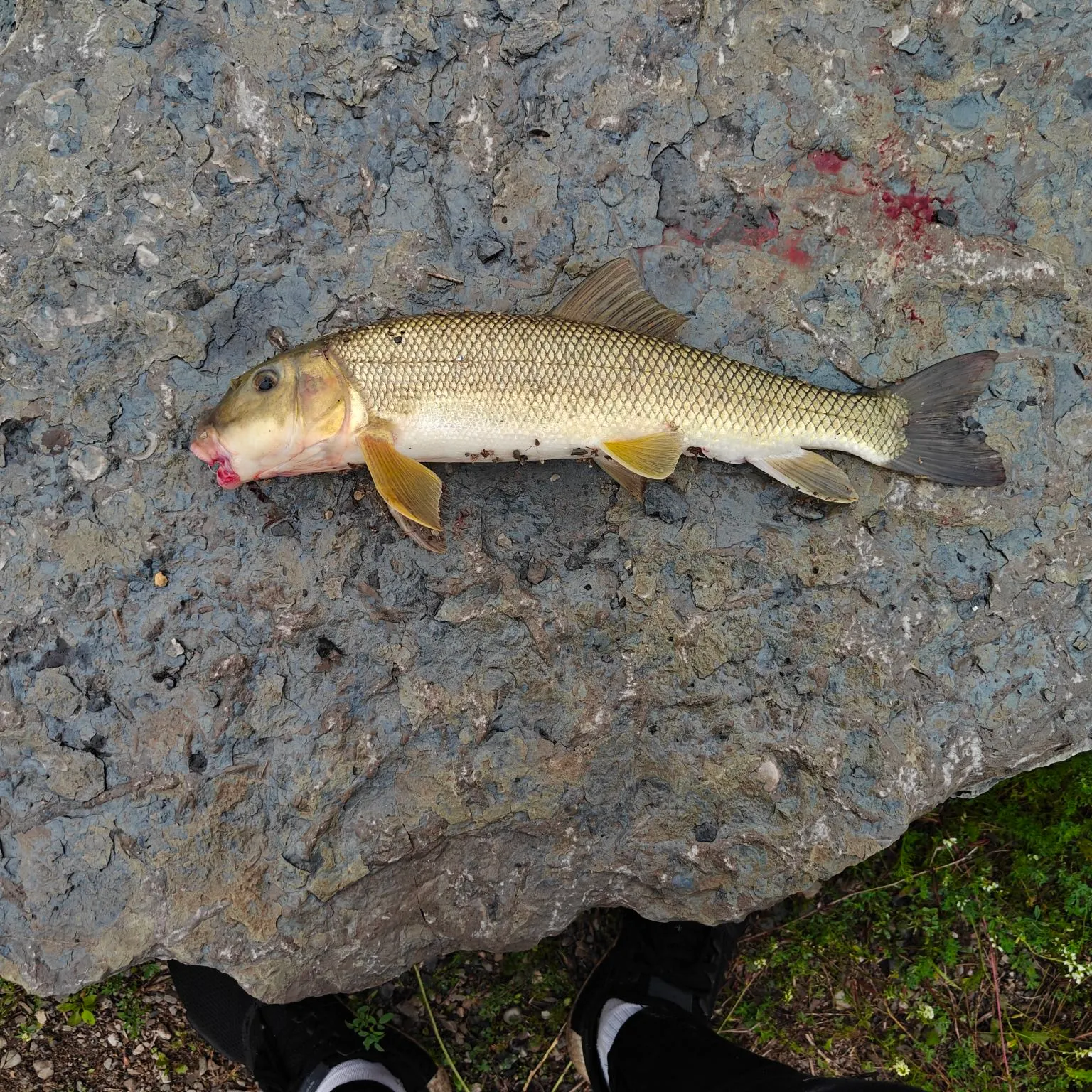 White sucker caught on Fishbrain
