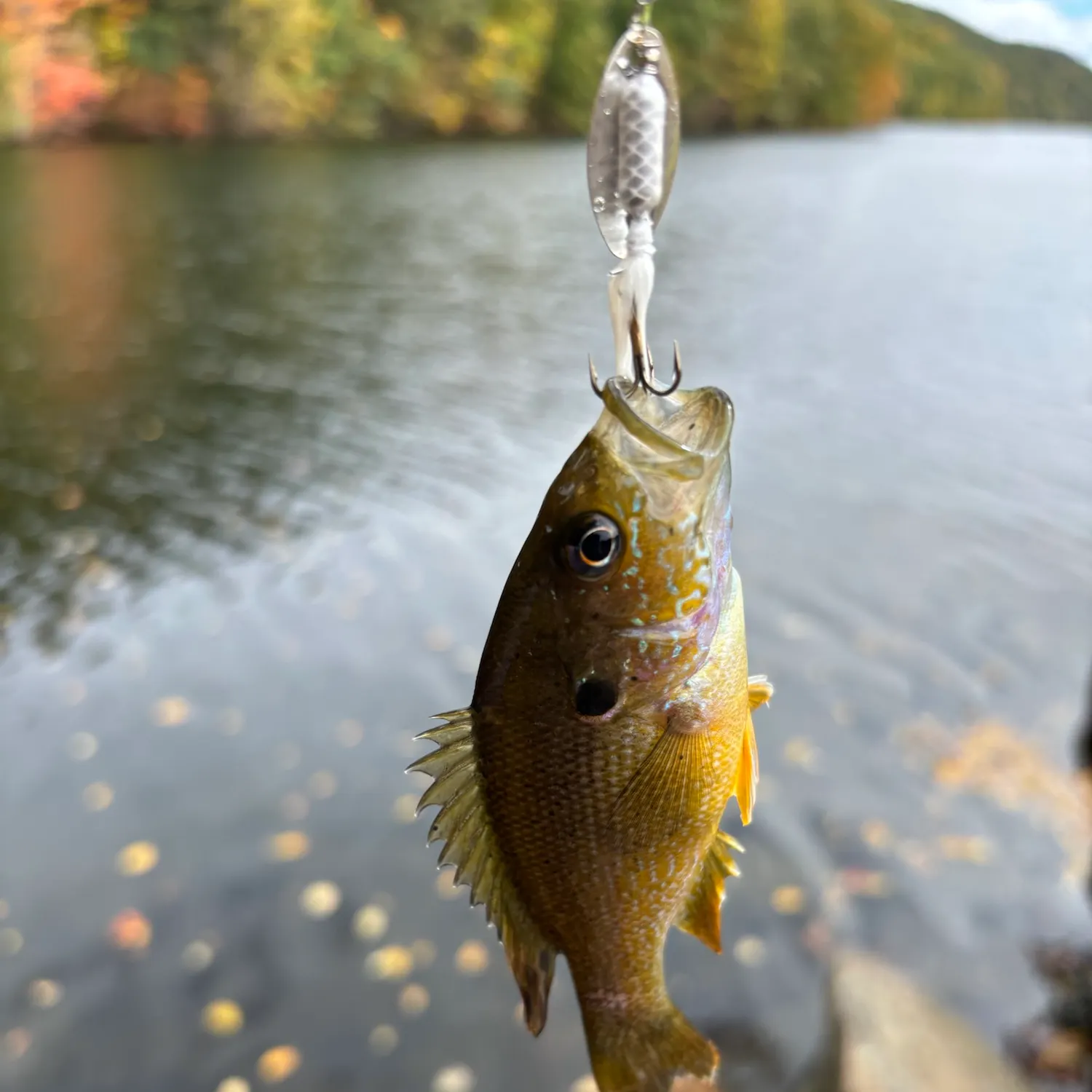 Green sunfish caught on Fishbrain