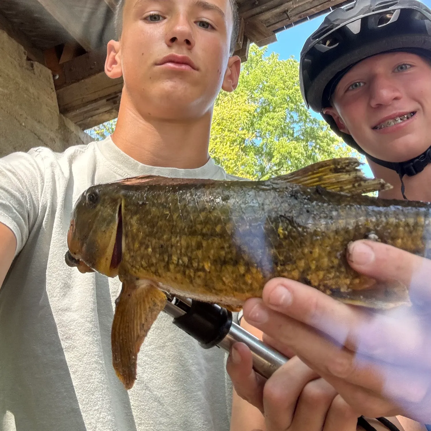Northern hogsucker caught on Fishbrain