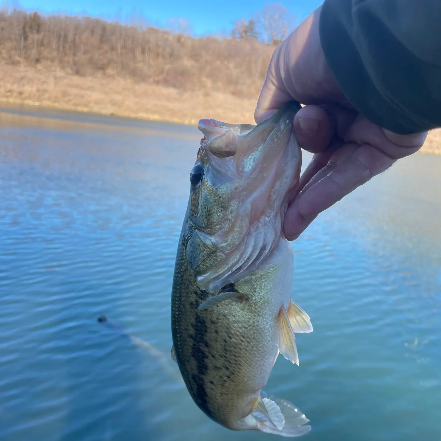 The most recent Spotted bass catches on Fishbrain