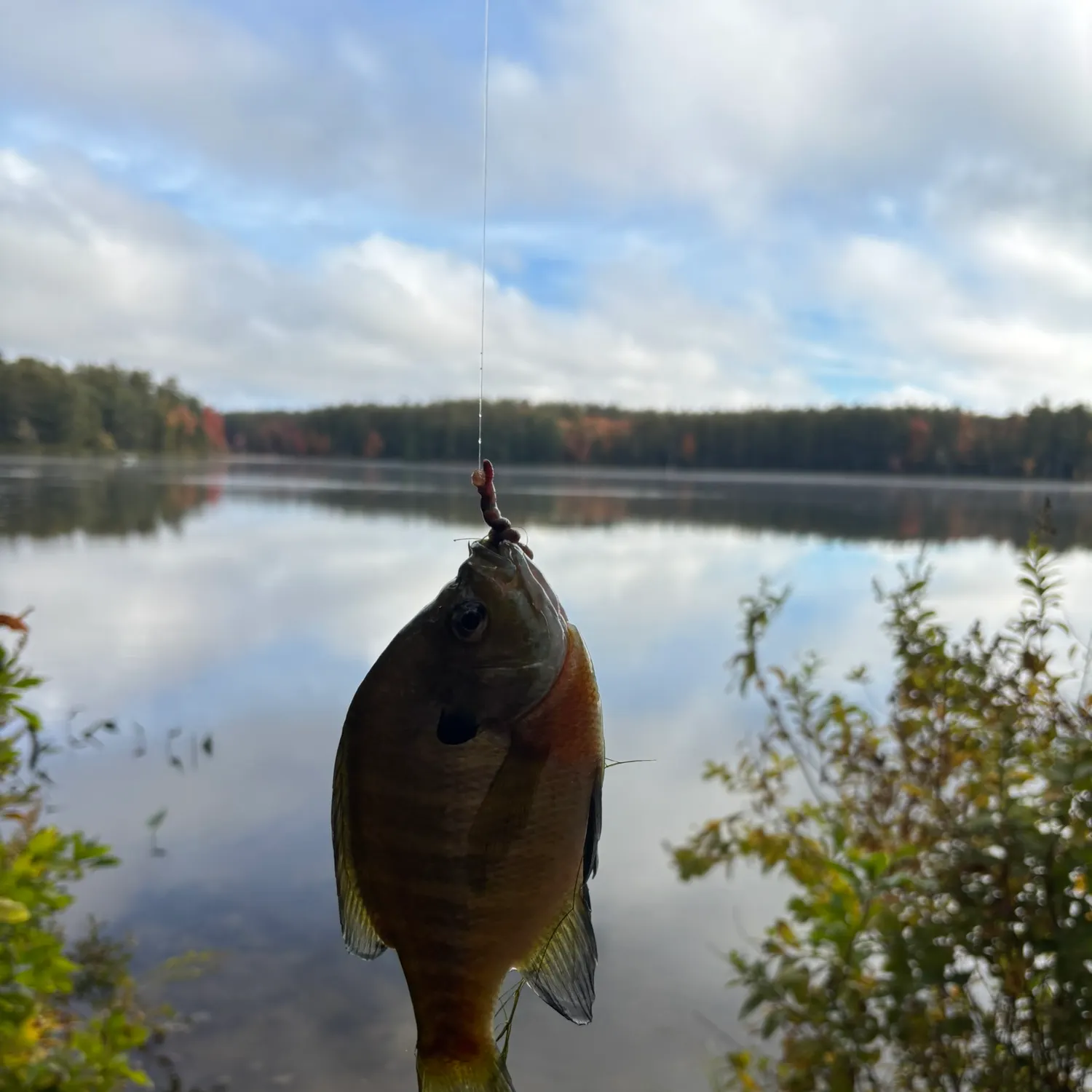 Bluegill caught on Fishbrain