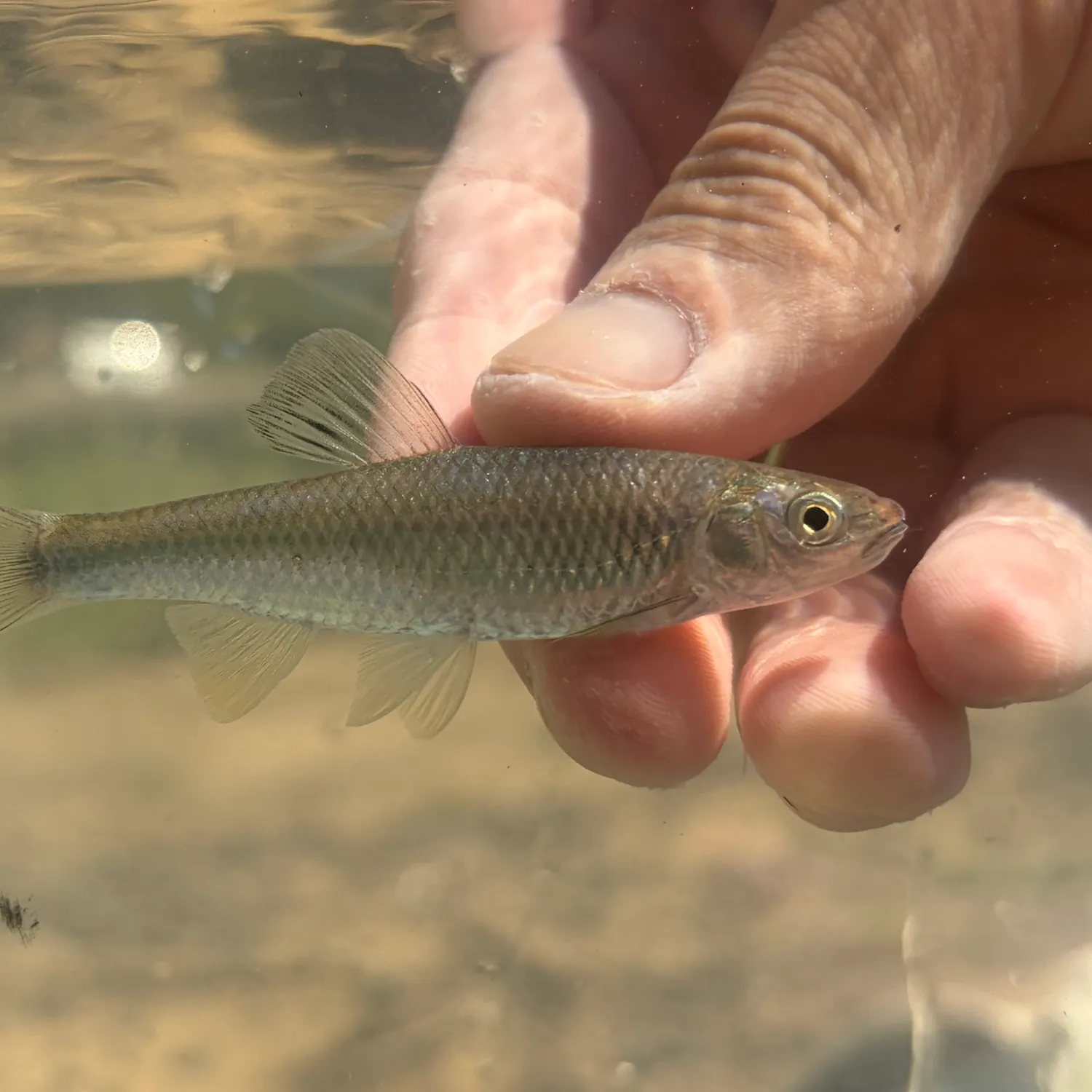 Steelcolor shiner caught on Fishbrain