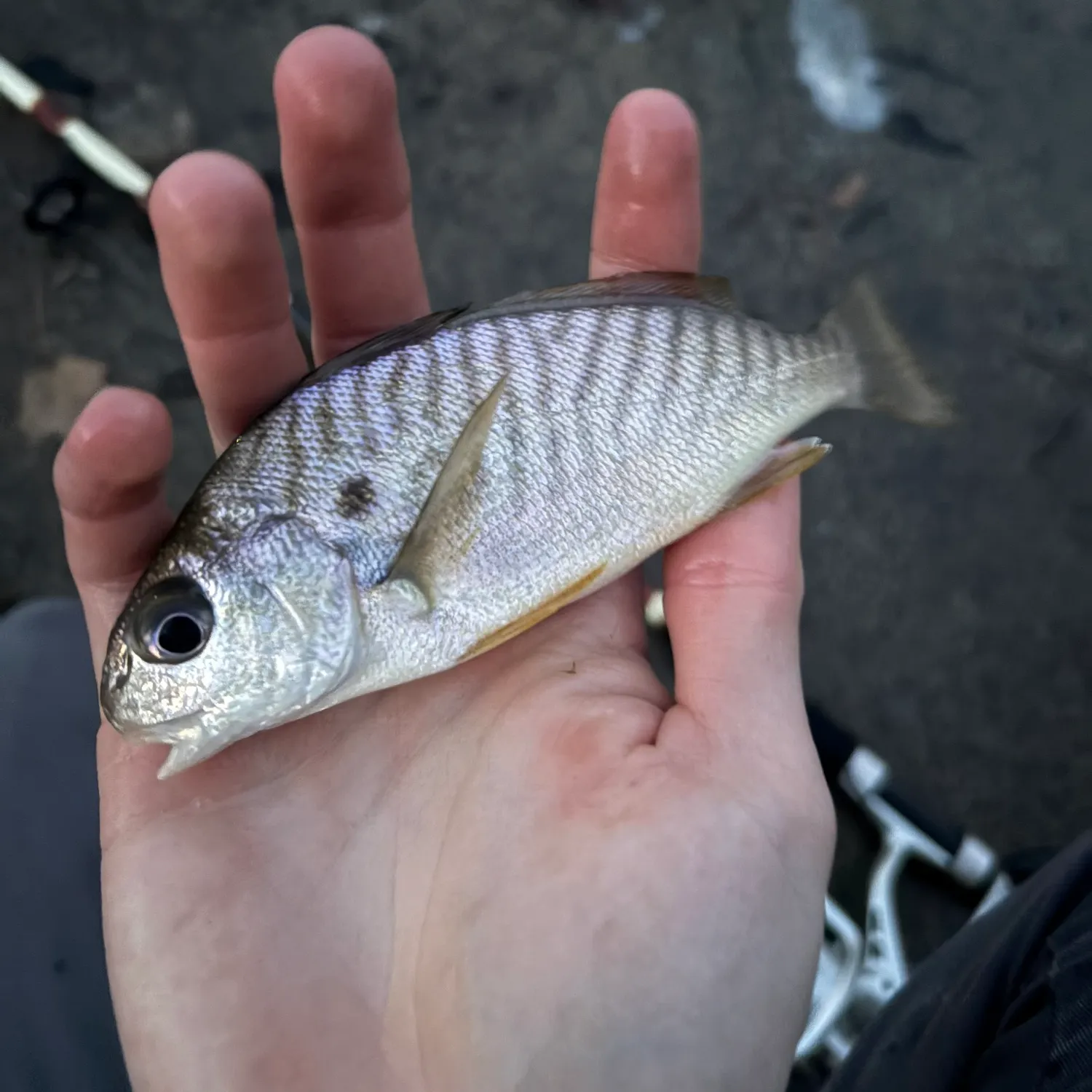 The most recent Spot croaker catches on Fishbrain