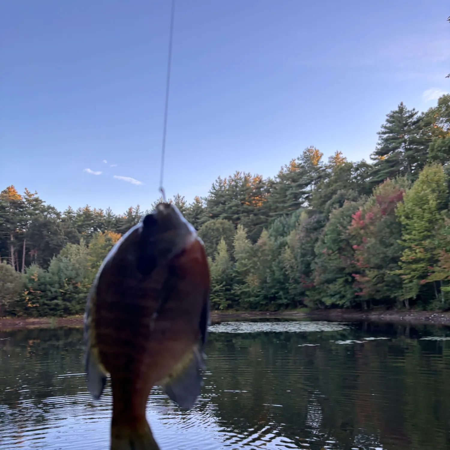 Fish caught on Fishbrain