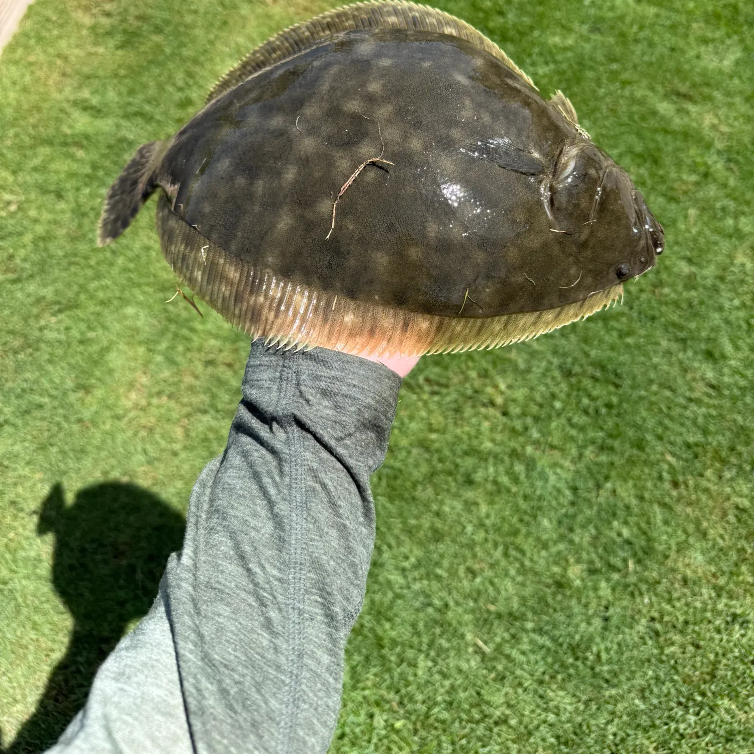 The most recent Southern flounder catches on Fishbrain