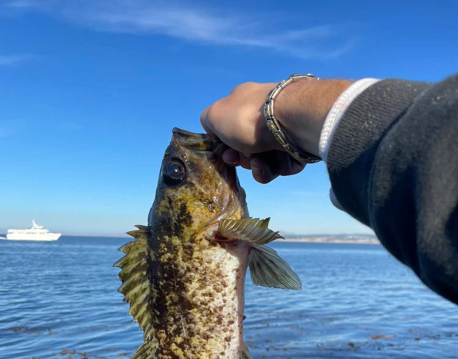 Kelp rockfish