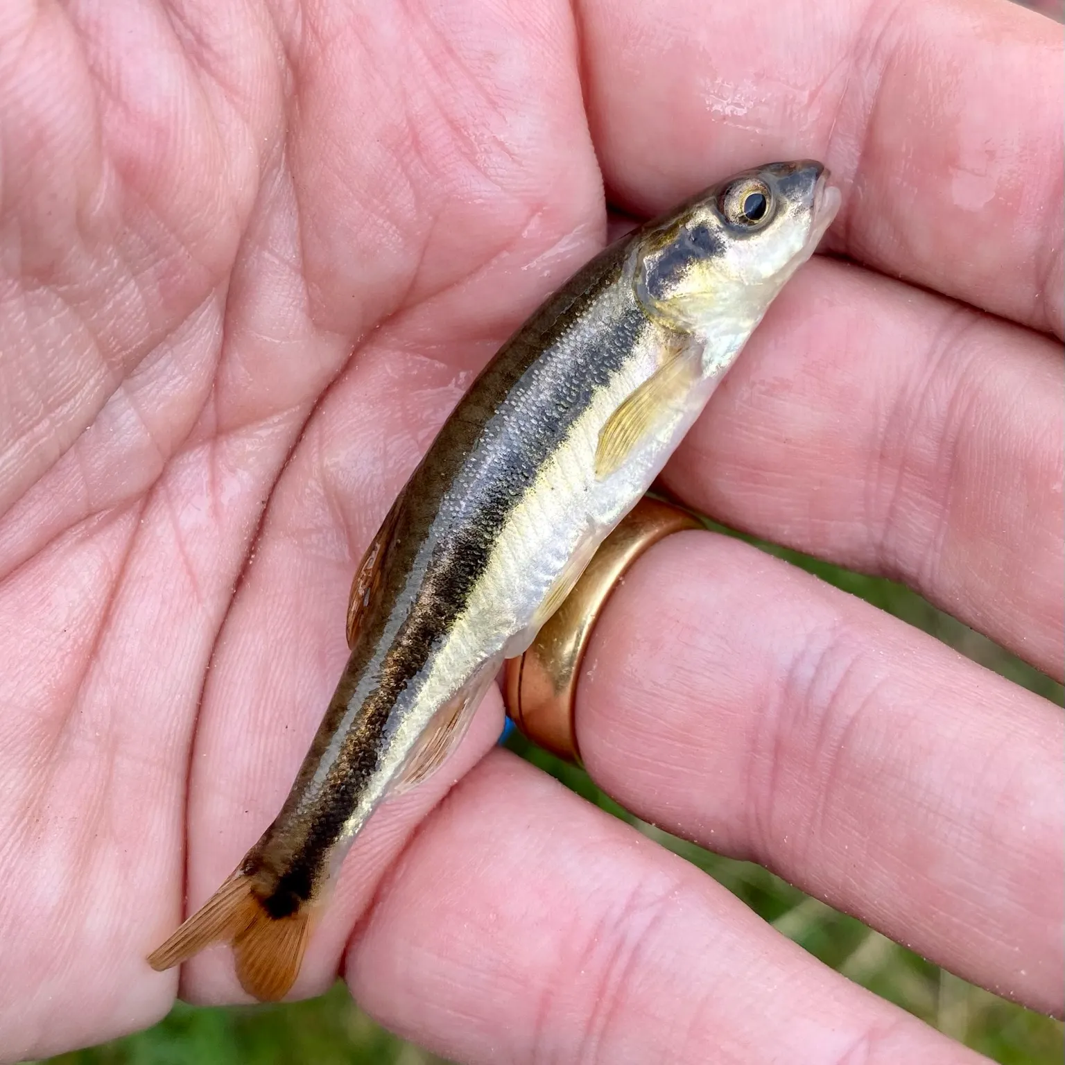 The most popular recent Eurasian minnow catch on Fishbrain