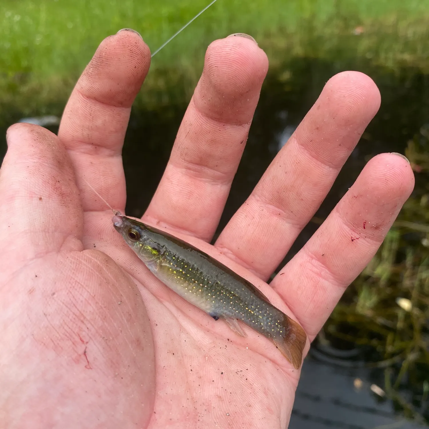 The most recent Golden topminnow catches on Fishbrain