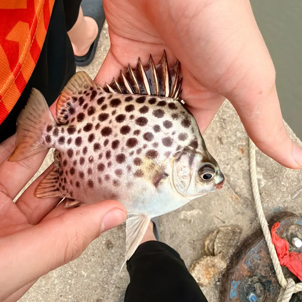 The most recent Spotted scat catches on Fishbrain