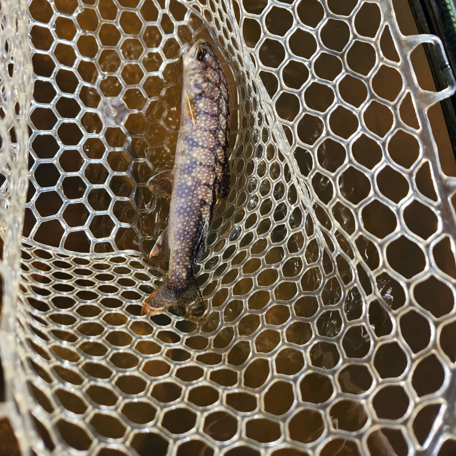 The most recent Splake catches on Fishbrain
