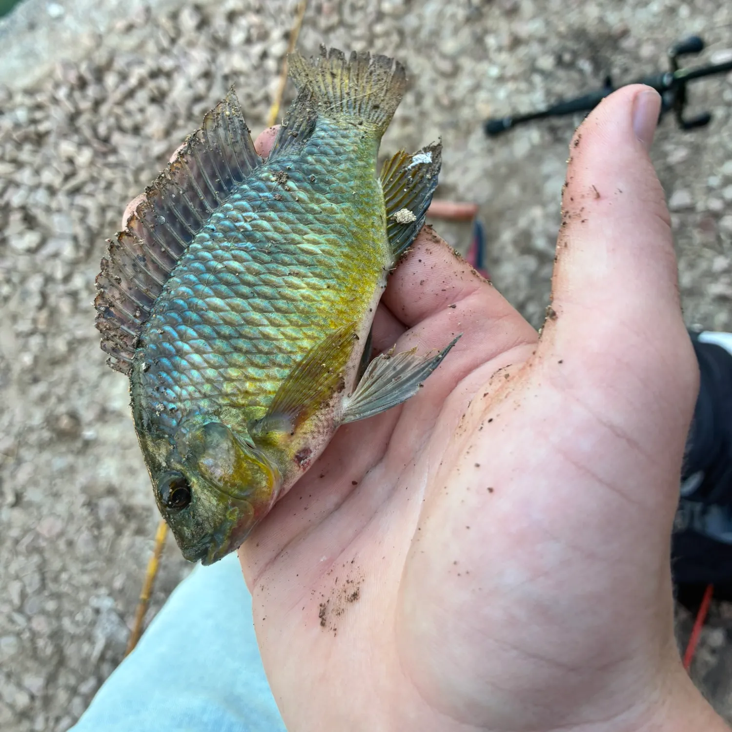 The most recent Redbelly tilapia catches on Fishbrain