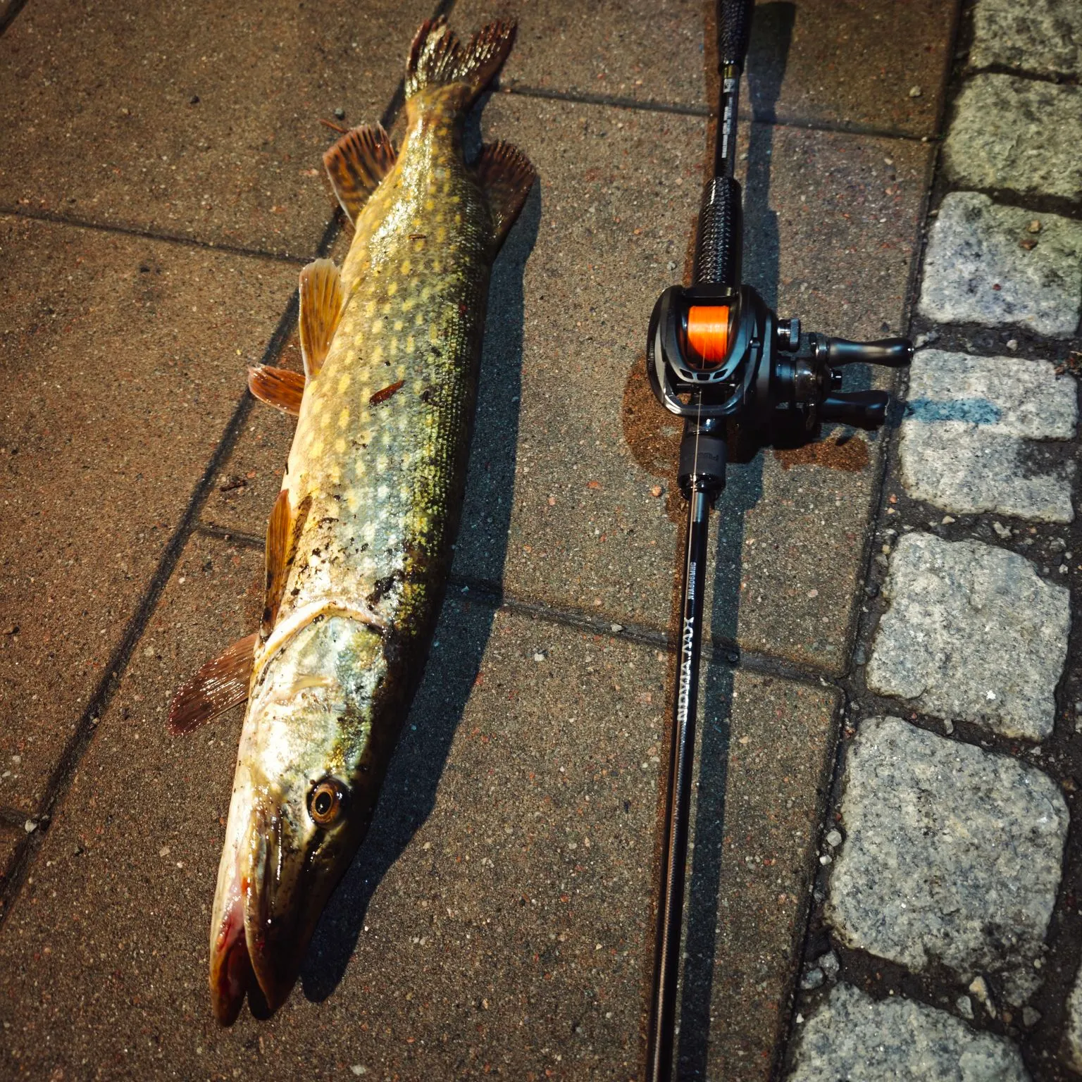 Northern pike caught on Fishbrain