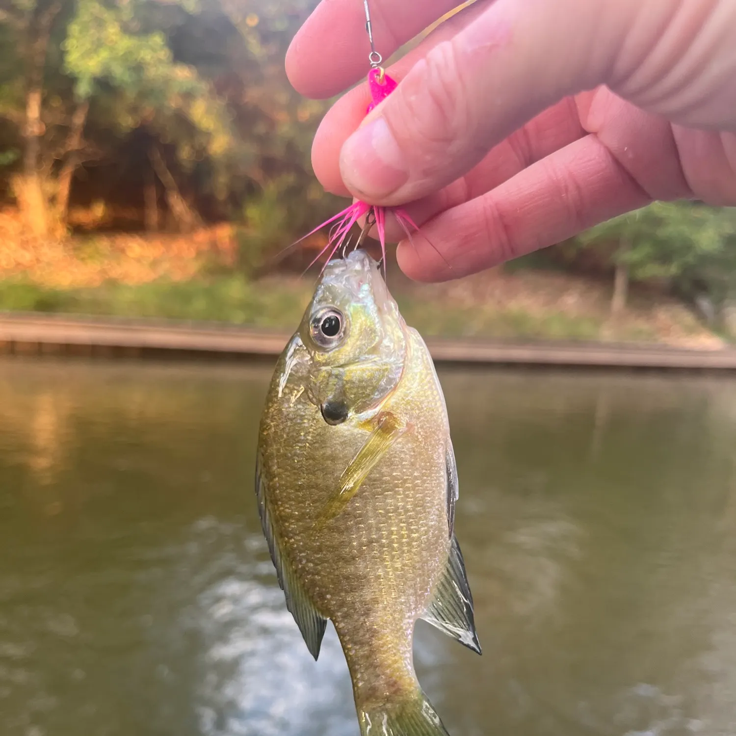 Bluegill caught on Fishbrain