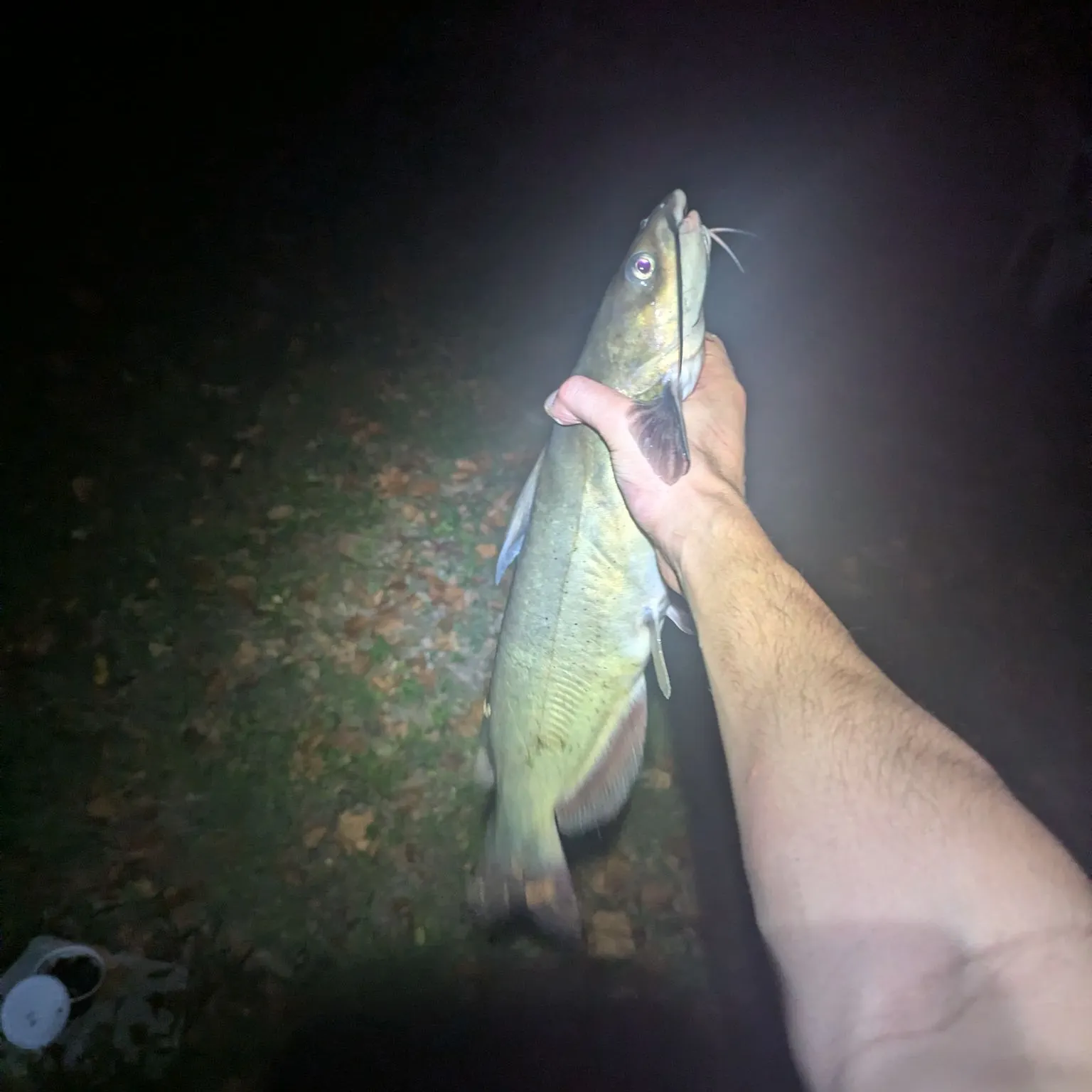 Channel catfish caught on Fishbrain