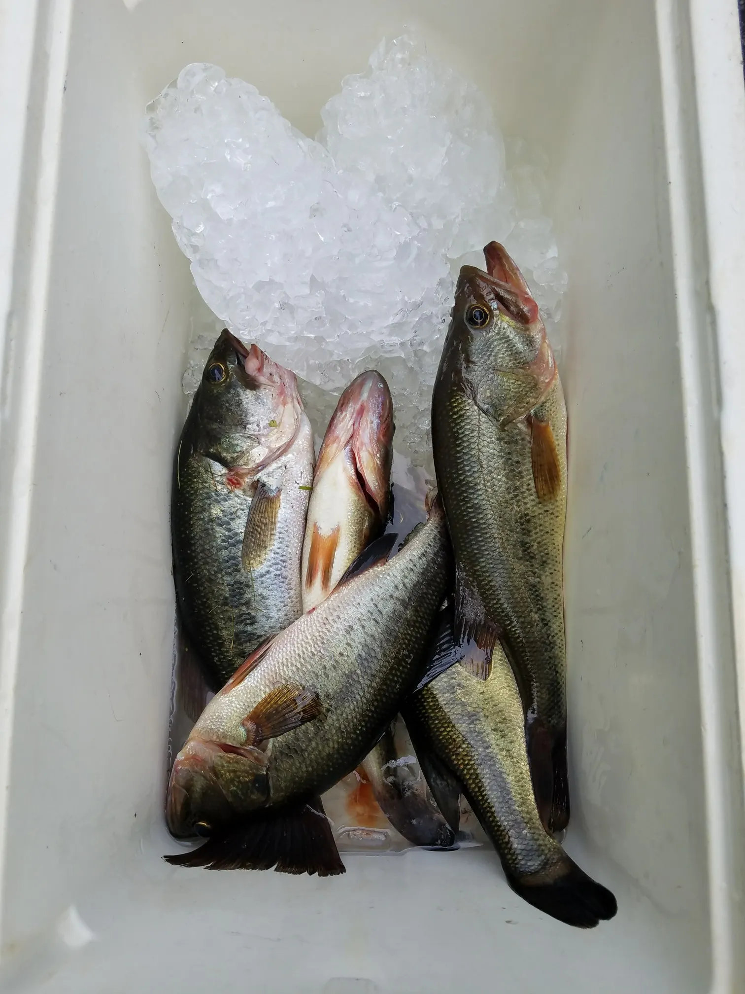 Post image from ematamoroscampana