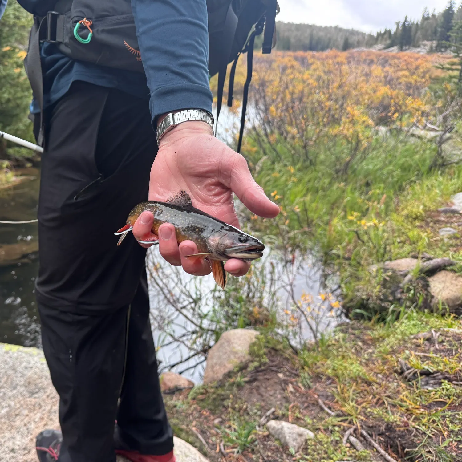 Brook trout caught on Fishbrain