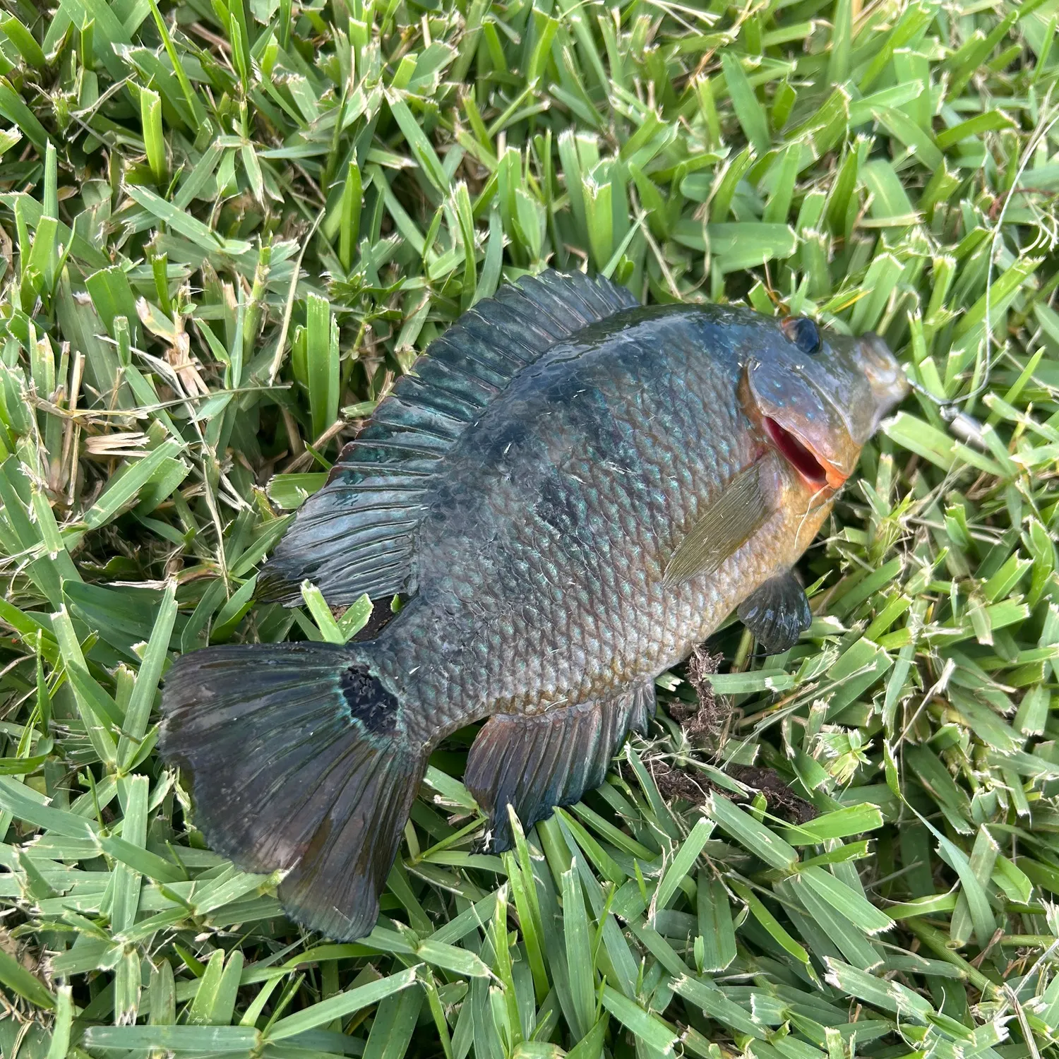 The most recent Mayan cichlid catches on Fishbrain