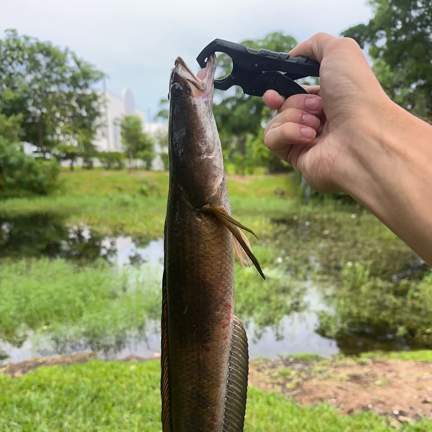 Bullseye snakehead caught on Fishbrain