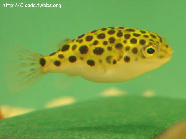 Spotted green pufferfish