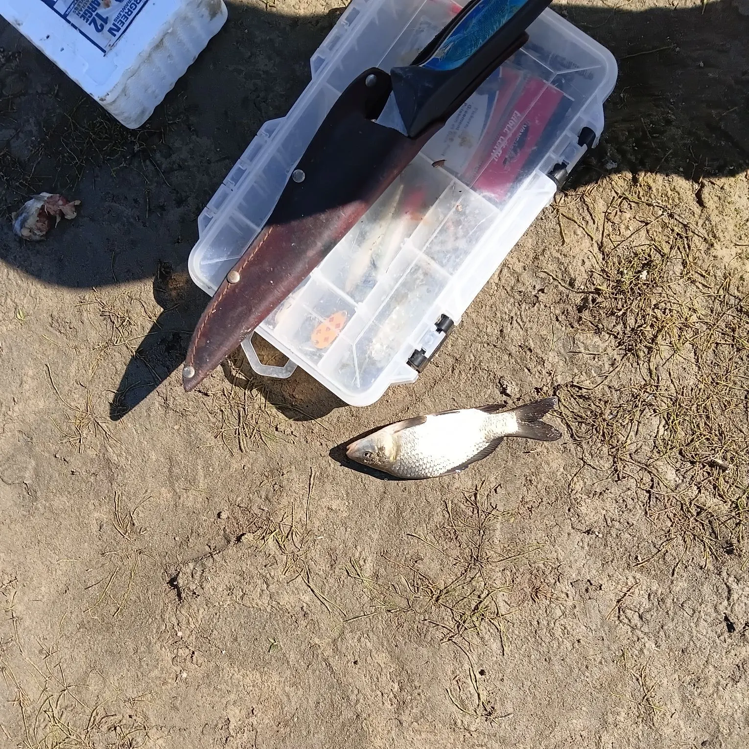 Common carp caught on Fishbrain