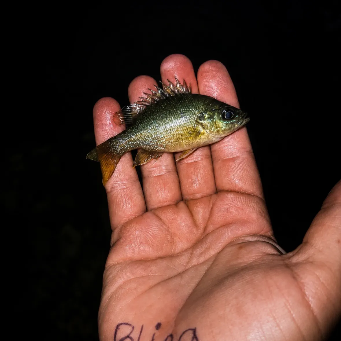 Plains longear sunfish caught on Fishbrain