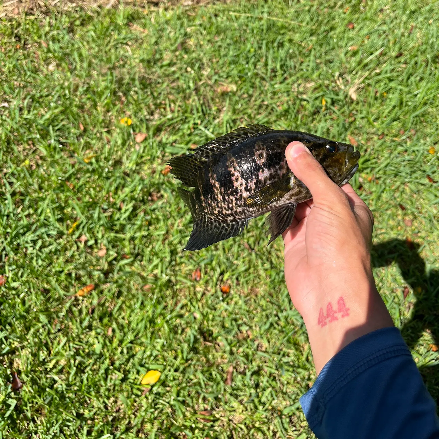 The most recent Jaguar cichlid catches on Fishbrain