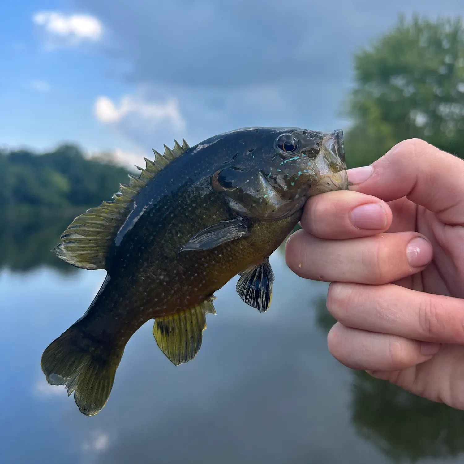Green sunfish caught on Fishbrain