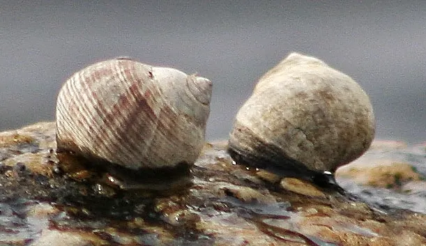 Shellfish