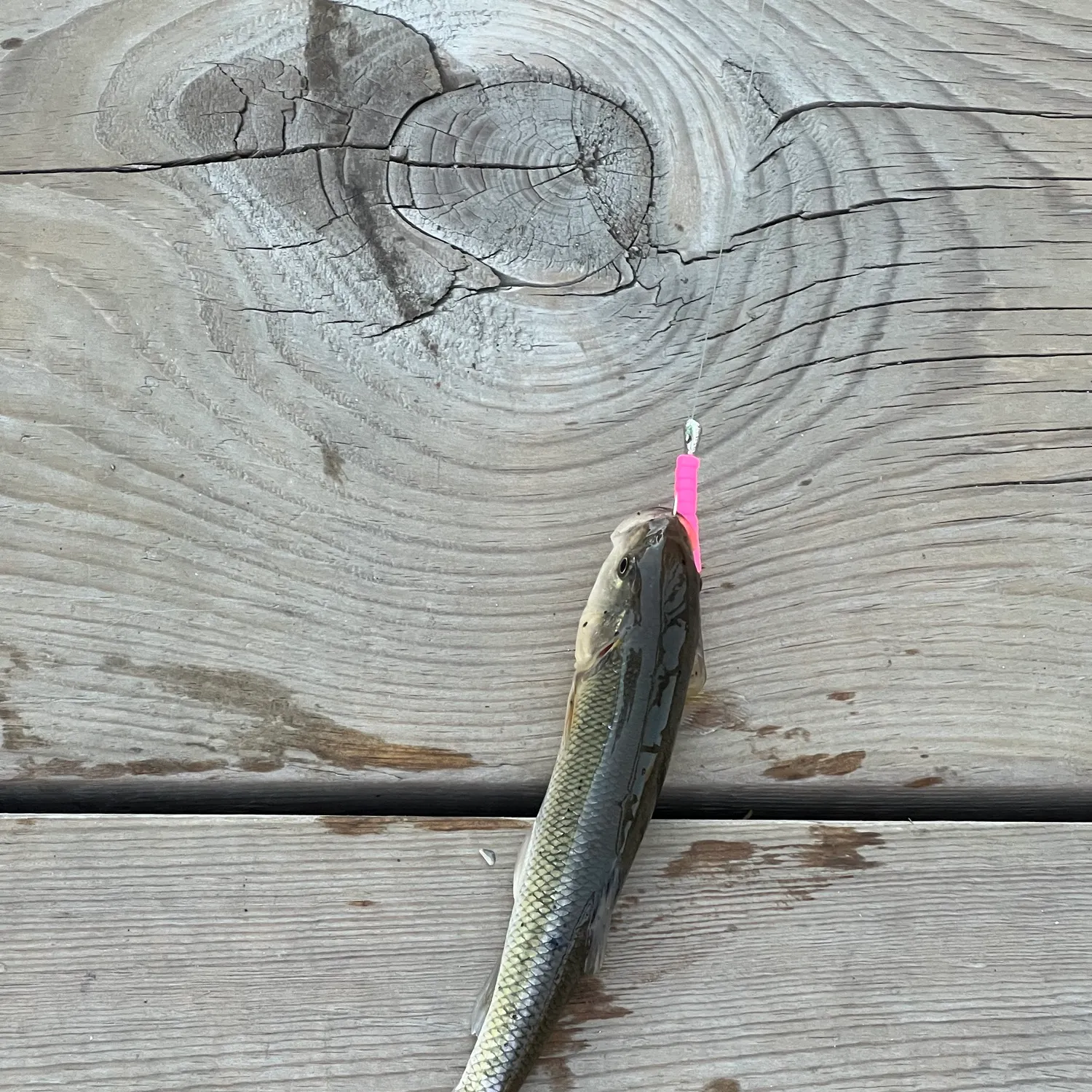 Creek chub caught on Fishbrain