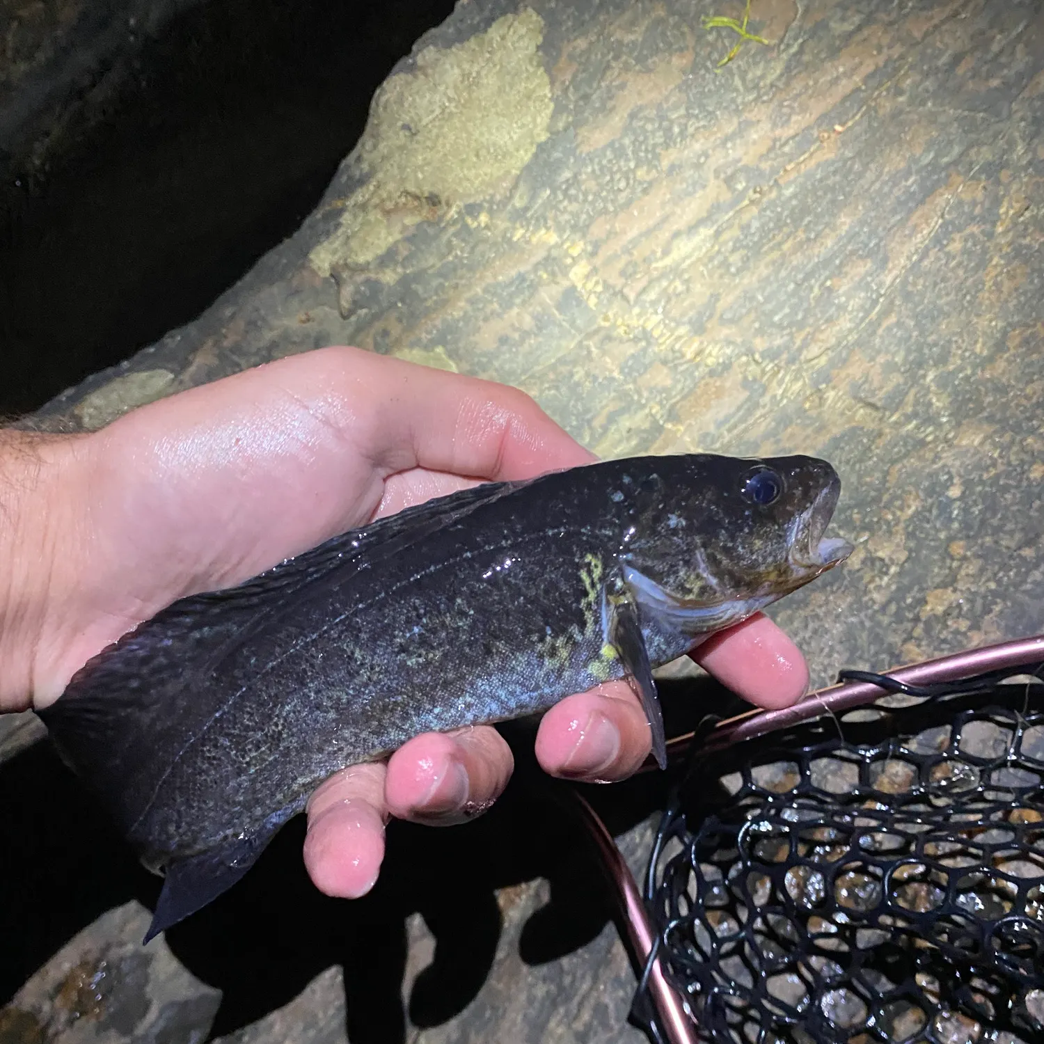 The most recent River blackfish catches on Fishbrain