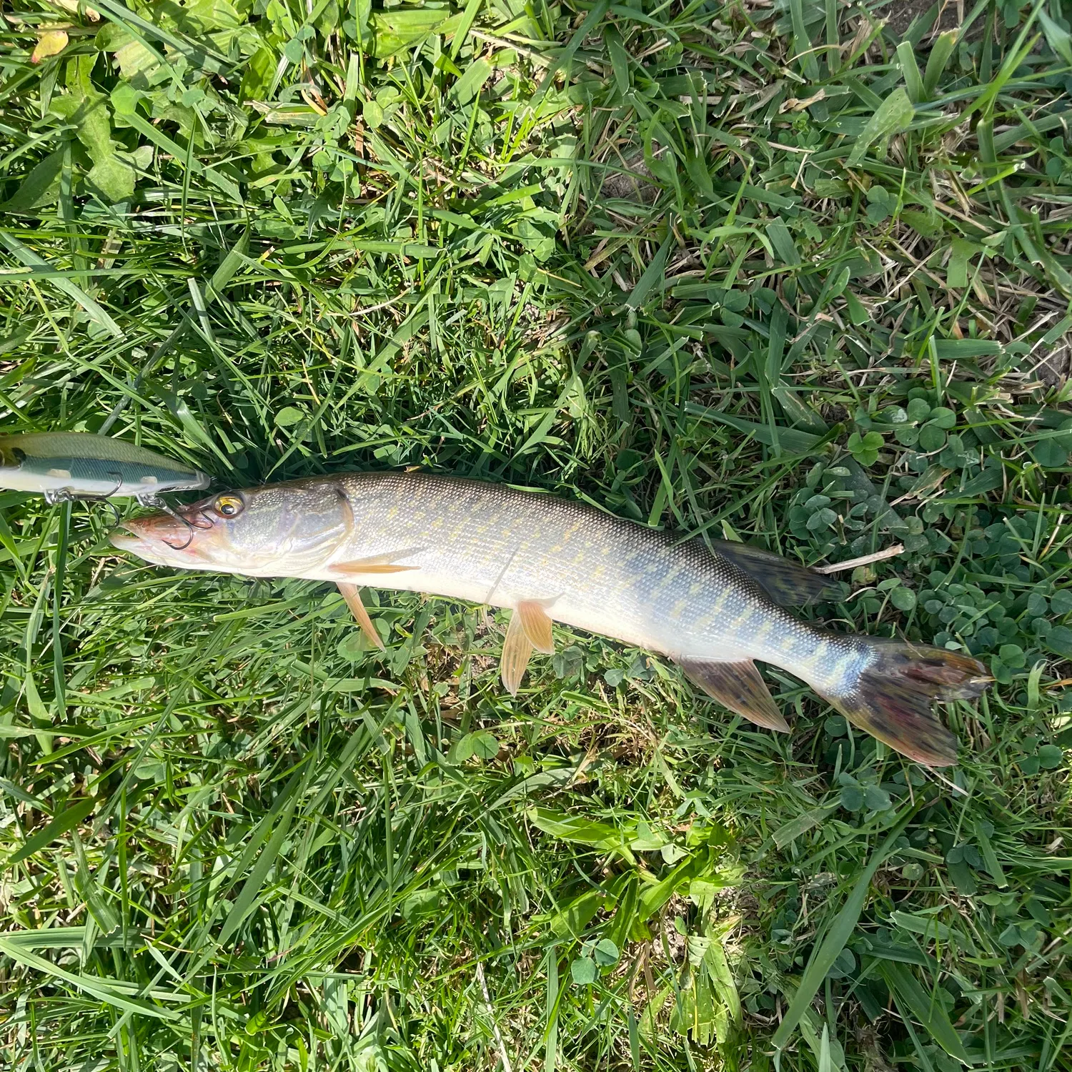 Northern pike caught on Fishbrain